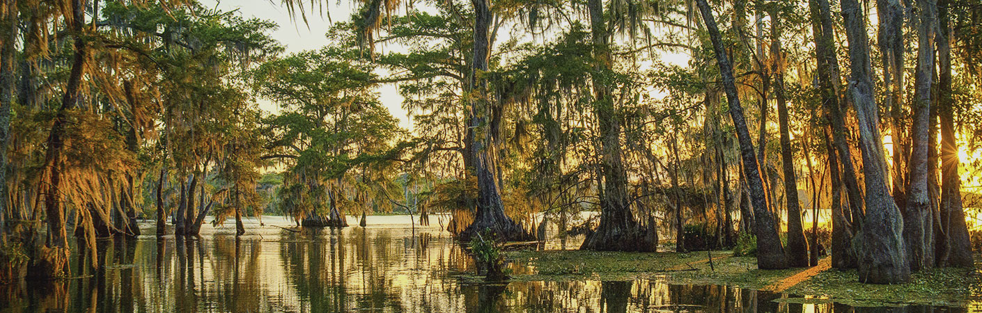 Louisiana Bayou